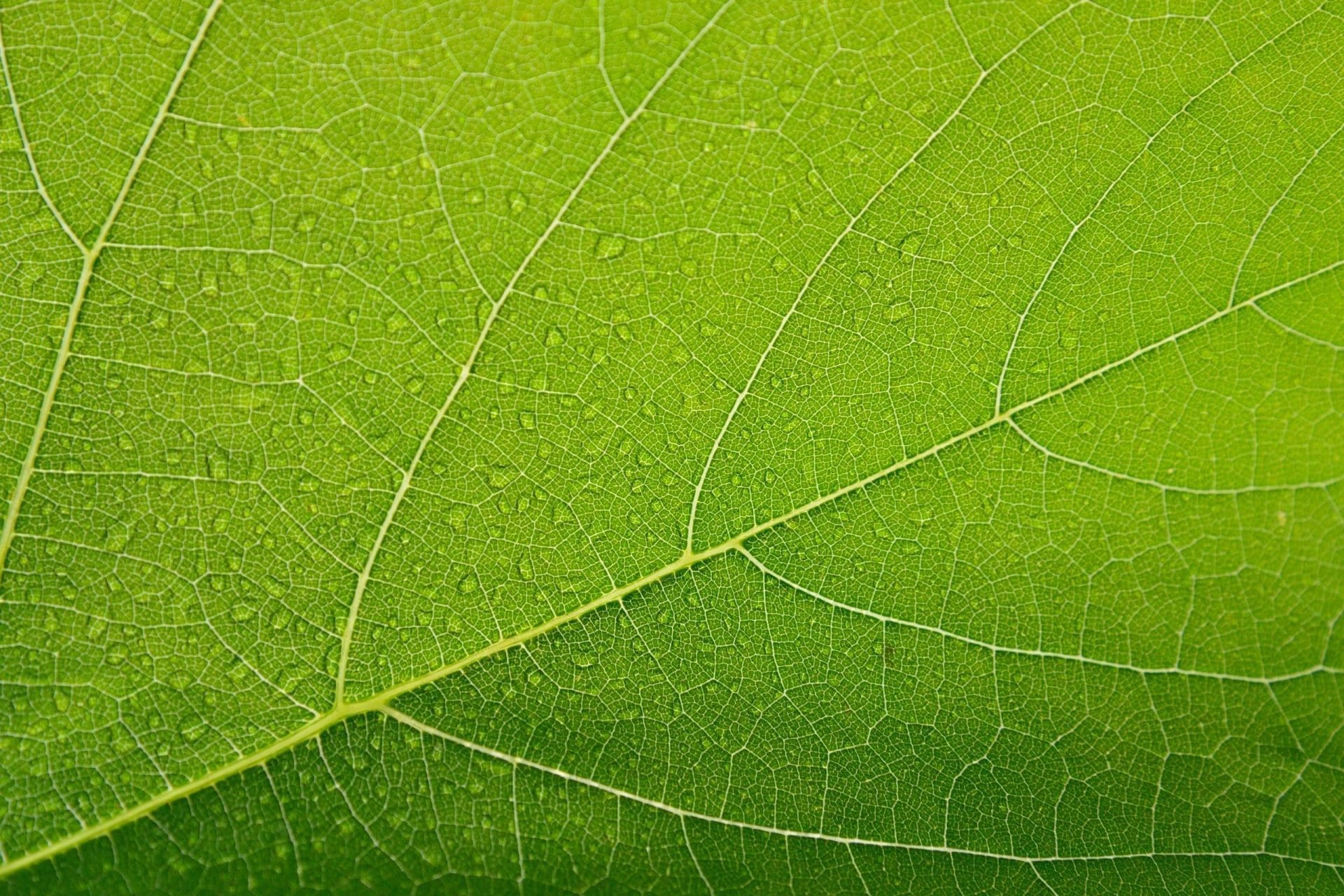 Foglie di Mirto Suggestive